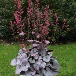 Dolce® 'Silver Gumdrop' Coral Bells -Great Garden Plants Shop 525 1974 popup sw