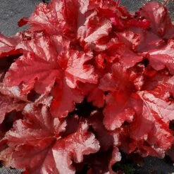 Forever® Red Coral Bells -Great Garden Plants Shop 527 1990 popup sw