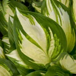 Shadowland® 'Miss America' Hosta -Great Garden Plants Shop 530Hosta MissAmerica 4
