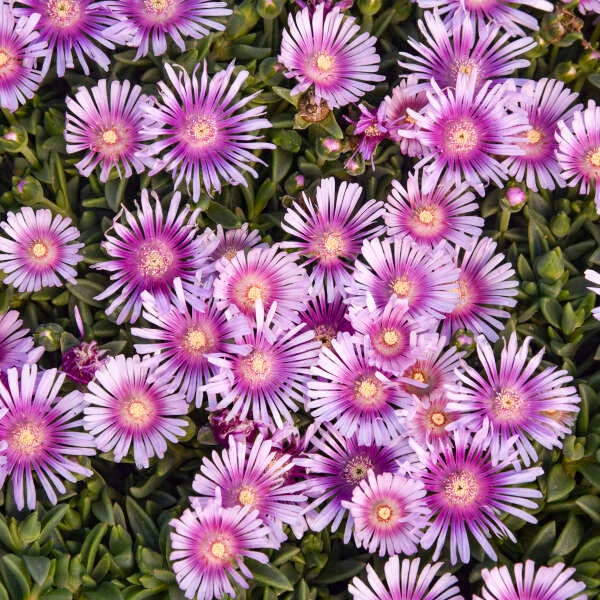 Kaleidoscope™ 'Pink Radiance' Ice Plant Kaleidoscope™ 'Pink Radiance' Ice Plant -Great Garden Plants Shop 533d6cad7dc6017ac96b6b94daa8e5db
