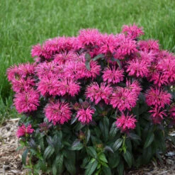 Sugar Buzz® 'Berry Taffy' Bee Balm -Great Garden Plants Shop 542Monarda BerryTaffy 3