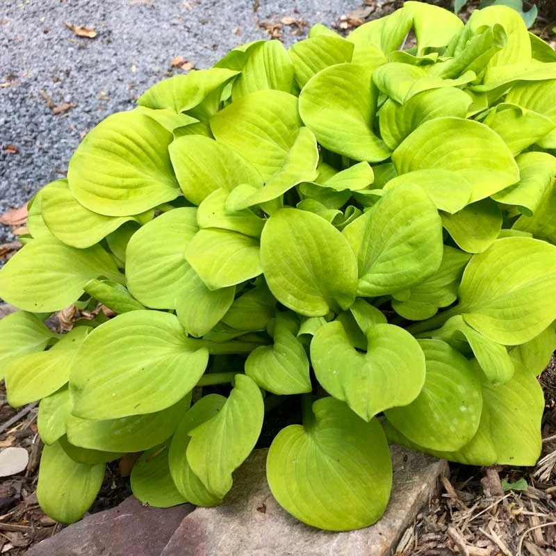 'Sun Mouse' Hosta 'Sun Mouse' Hosta -Great Garden Plants Shop 542 2064 popup