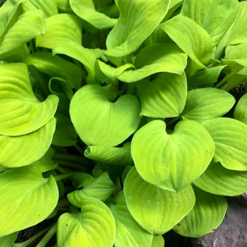 'Sun Mouse' Hosta 'Sun Mouse' Hosta -Great Garden Plants Shop 542 2065 popup