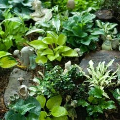 'Sun Mouse' Hosta 2 'Sun Mouse' Hosta -Great Garden Plants Shop 542 2217 popup