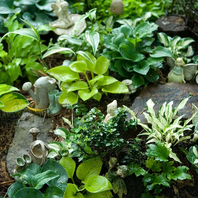 'Sun Mouse' Hosta 'Sun Mouse' Hosta -Great Garden Plants Shop 542 2217 popup