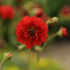 'Blazing Sunset' Geum -Great Garden Plants Shop 547Geumfloraplena BlazingSunset 3