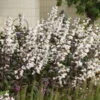'Onyx And Pearls' Beardtongue