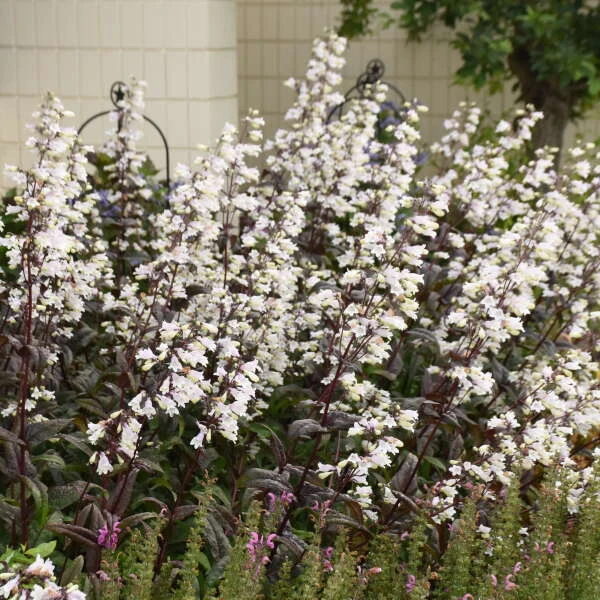 'Onyx and Pearls' Beardtongue 'Onyx And Pearls' Beardtongue -Great Garden Plants Shop 548Penstemon OnyxandPearls 1