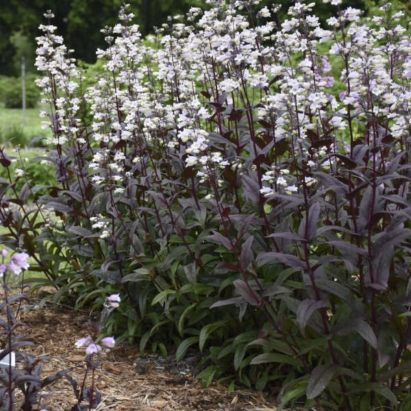 'Onyx and Pearls' Beardtongue 'Onyx And Pearls' Beardtongue -Great Garden Plants Shop 548Penstemon OnyxandPearls 2