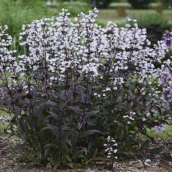 'Onyx And Pearls' Beardtongue 2 'Onyx And Pearls' Beardtongue -Great Garden Plants Shop 548Penstemon OnyxandPearls 3