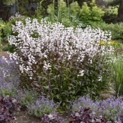 'Onyx And Pearls' Beardtongue 3 'Onyx And Pearls' Beardtongue -Great Garden Plants Shop 548Penstemon OnyxandPearls 4