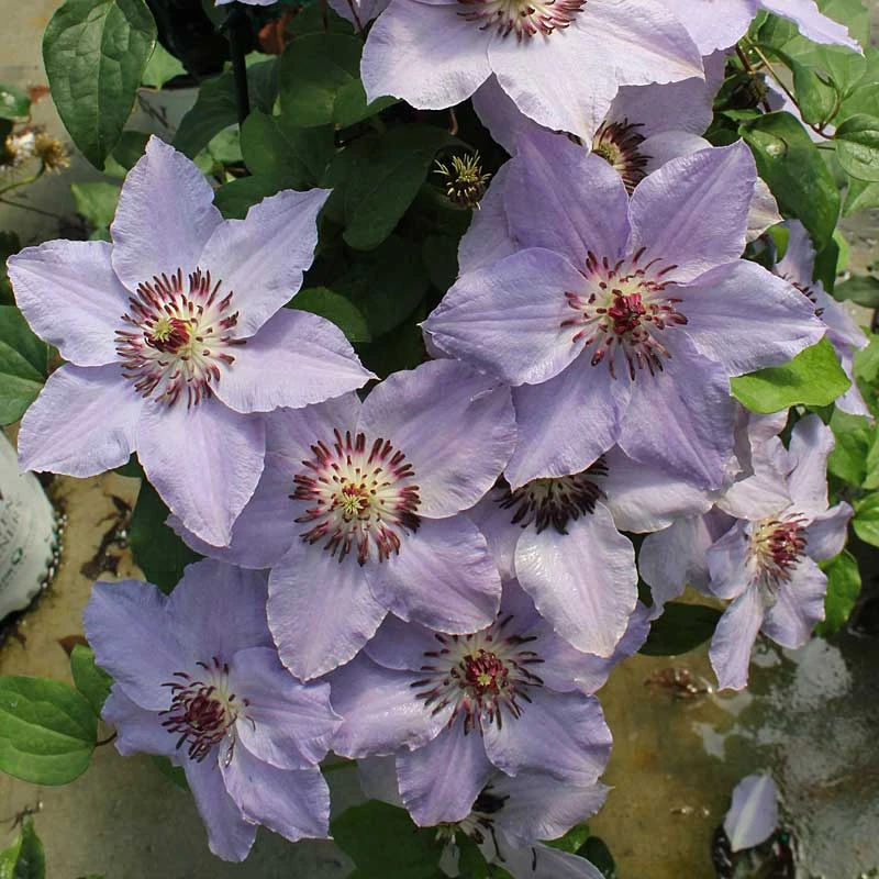 Still Waters™ Clematis Still Waters™ Clematis -Great Garden Plants Shop 548 2082 popup
