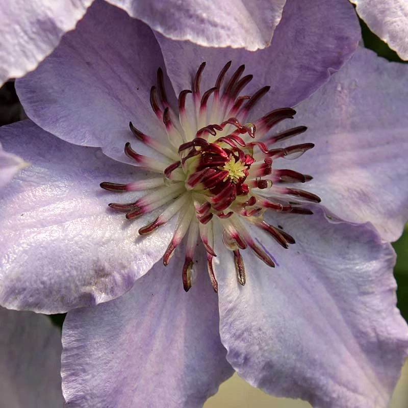 Still Waters™ Clematis Still Waters™ Clematis -Great Garden Plants Shop 548 2083 popup