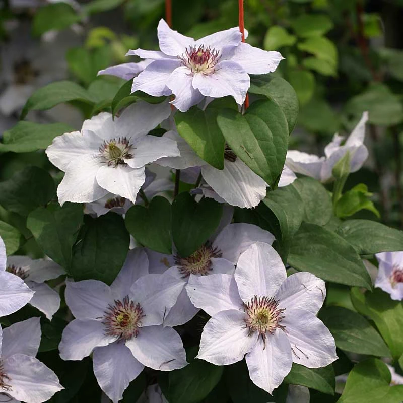 Still Waters™ Clematis Still Waters™ Clematis -Great Garden Plants Shop 548 2084 popup