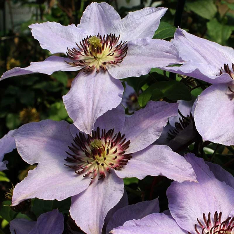 Still Waters™ Clematis Still Waters™ Clematis -Great Garden Plants Shop 548 2085 popup