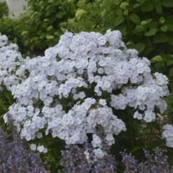 'Fashionably Early Crystal' Hybrid Phlox -Great Garden Plants Shop 549Phlox FashionablyEarlyCrystal 3