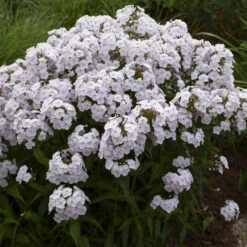 'Fashionably Early Crystal' Hybrid Phlox -Great Garden Plants Shop 549Phlox FashionablyEarlyCrystal 4