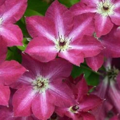 'Viva Polonia' Clematis