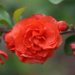 Double Take Orange™ Flowering Quince -Great Garden Plants Shop 550 2089 popup