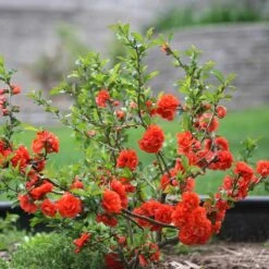Double Take Orangeâ„¢ Flowering Quince