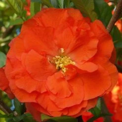 Double Take Orange™ Flowering Quince -Great Garden Plants Shop 550 2092 popup