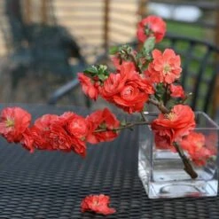 Double Take Orange™ Flowering Quince -Great Garden Plants Shop 550 2093 popup sw