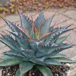 Mad About Mangave® 'Tooth Fairy' Mangave -Great Garden Plants Shop 555Mangave ToothFairy 3