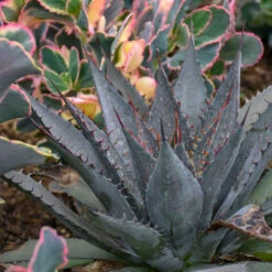 Mad About Mangave® 'Tooth Fairy' Mangave -Great Garden Plants Shop 555Mangave ToothFairy 4