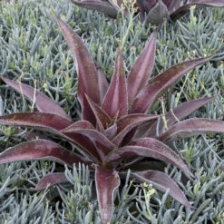 Mad About Mangave® 'Mission To Mars' Mangave -Great Garden Plants Shop 555be7912669a4ed0316e84fab1e10c9