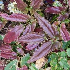 'Sandy Claws' Barrenwort -Great Garden Plants Shop 558Epimediumwushanense SandyClaws 4