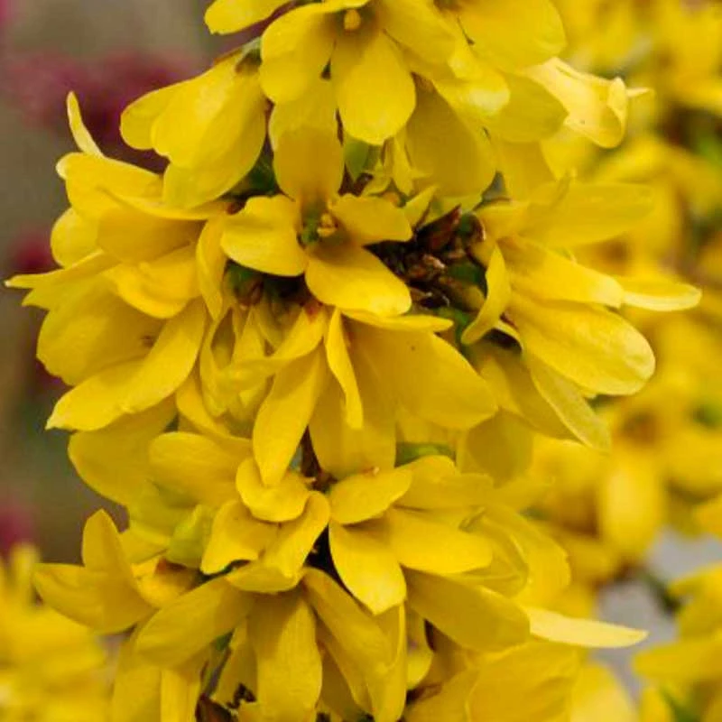Show Off Starlet® Forsythia Show Off Starlet® Forsythia -Great Garden Plants Shop 558 2134 popup