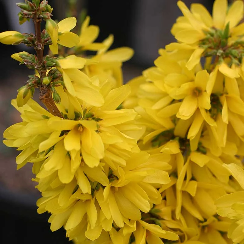 Show Off Starlet® Forsythia Show Off Starlet® Forsythia -Great Garden Plants Shop 558 2135 popup