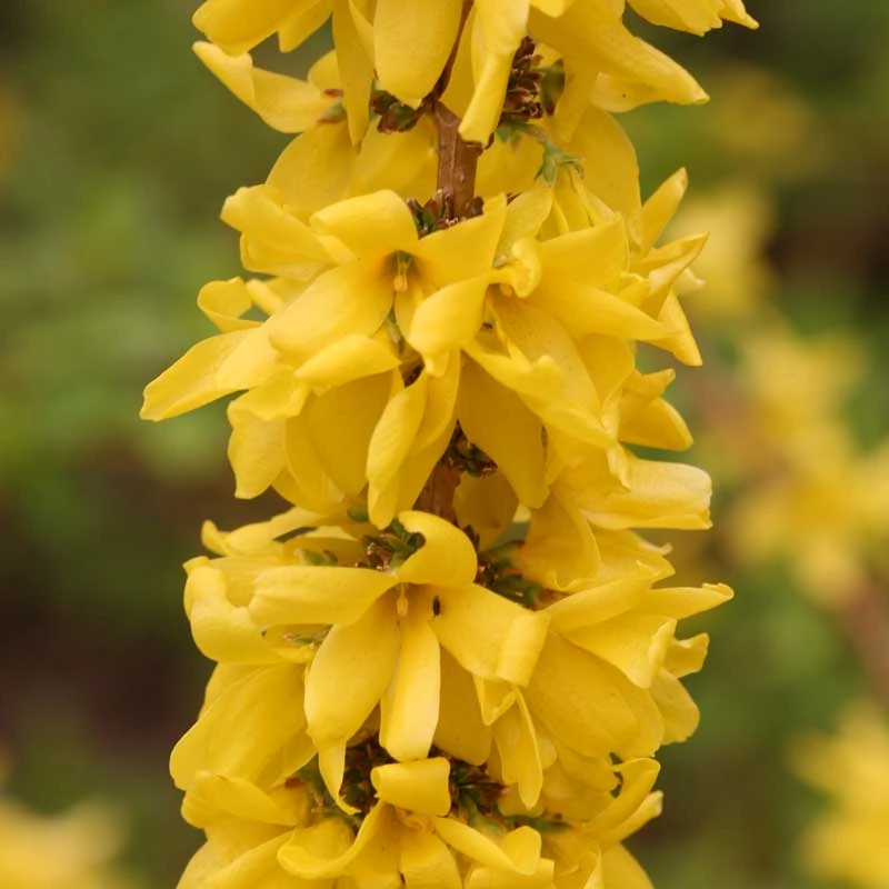 Show Off Starlet® Forsythia Show Off Starlet® Forsythia -Great Garden Plants Shop 558 2136 popup