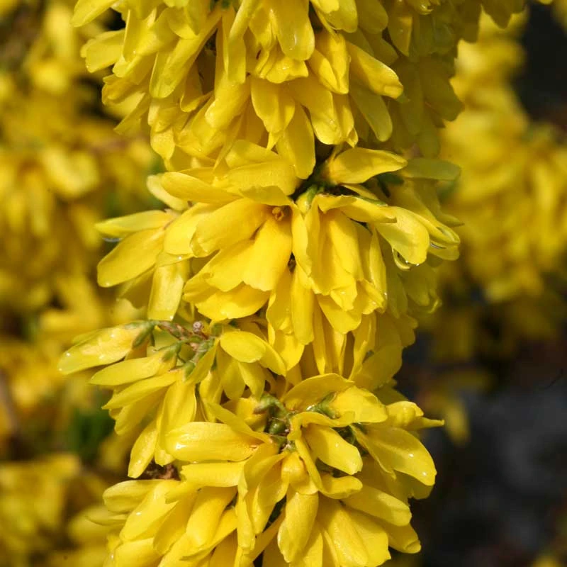 Show Off Starlet® Forsythia Show Off Starlet® Forsythia -Great Garden Plants Shop 558 2137 popup