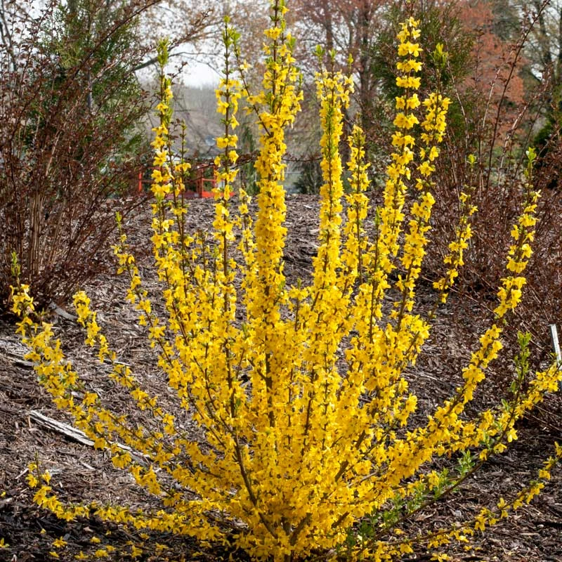 Show Off Starlet® Forsythia Show Off Starlet® Forsythia -Great Garden Plants Shop 558 2138 popup