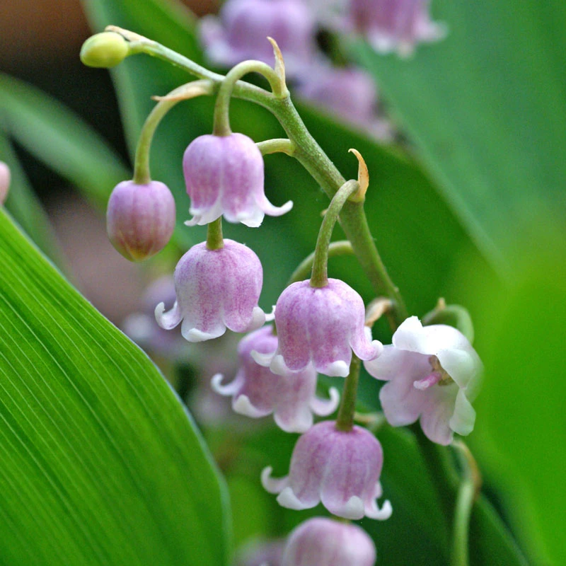 'Rosea' Lily of the Valley 'Rosea' Lily Of The Valley -Great Garden Plants Shop 562 Convallaria rosea 1