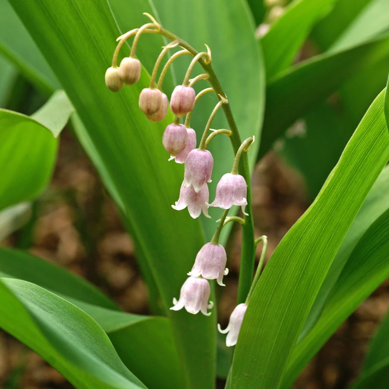 'Rosea' Lily of the Valley 'Rosea' Lily Of The Valley -Great Garden Plants Shop 562 Convallaria rosea 2