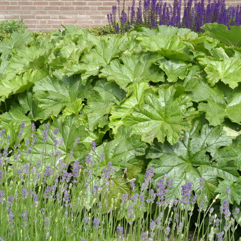 Umbrella Plant Umbrella Plant -Great Garden Plants Shop 563 Darmera peltata umbrella 1