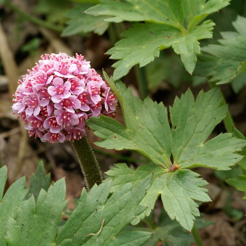 Umbrella Plant Umbrella Plant -Great Garden Plants Shop 563 Darmera peltata umbrella 2