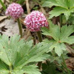 Umbrella Plant 2 Umbrella Plant -Great Garden Plants Shop 563 Darmera peltata umbrella 3