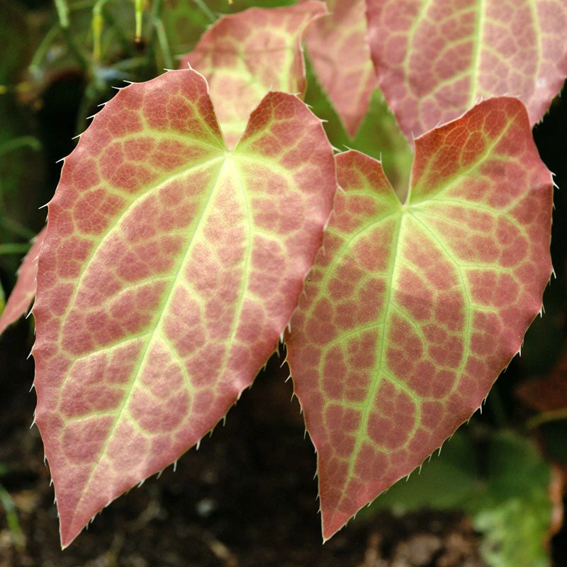 'Frohnleiten' Barrenwort 'Frohnleiten' Barrenwort -Great Garden Plants Shop 565 Epimedium frohnleiten 1