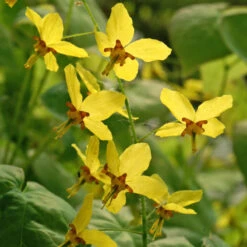 'Frohnleiten' Barrenwort 5 'Frohnleiten' Barrenwort -Great Garden Plants Shop 565 Epimedium frohnleiten 4