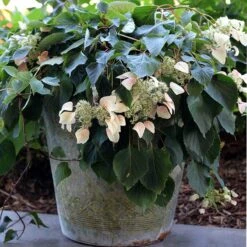 Rose Sensation™ False Hydrangea Vine -Great Garden Plants Shop 566 2163 popup