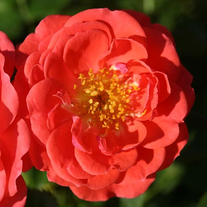 Oso Easy® Mango Salsa Rose Oso Easy® Mango Salsa Rose -Great Garden Plants Shop 569 2175 popup