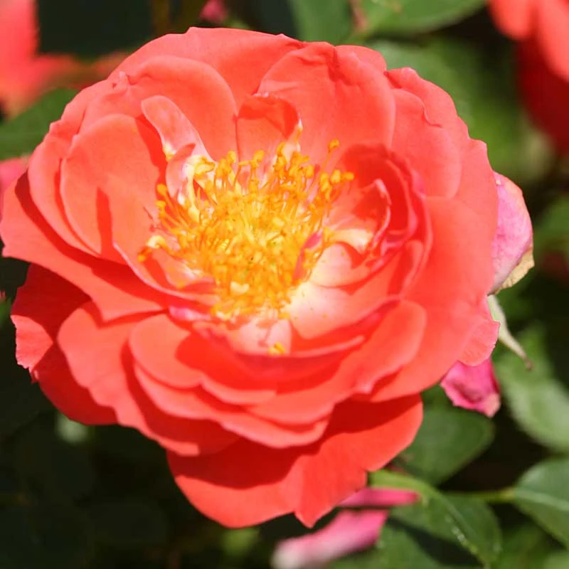Oso Easy® Mango Salsa Rose Oso Easy® Mango Salsa Rose -Great Garden Plants Shop 569 2176 popup