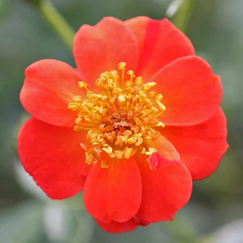 Oso Easy® Hot Paprika® Rose Oso Easy® Hot Paprika® Rose -Great Garden Plants Shop 570 2181 popup