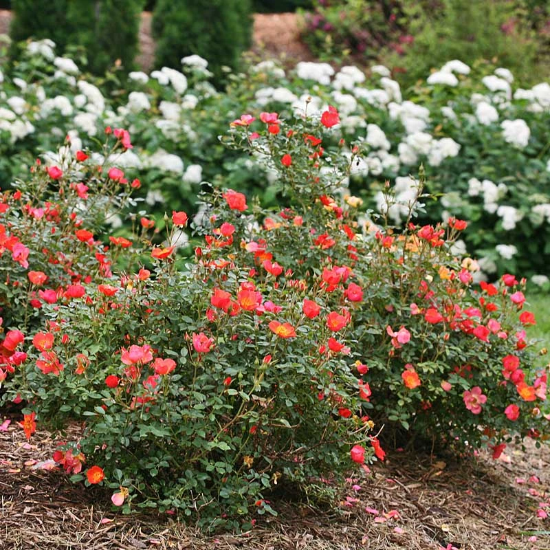 Oso Easy® Hot Paprika® Rose Oso Easy® Hot Paprika® Rose -Great Garden Plants Shop 570 2182 popup
