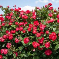 Oso Easy Double Red® Rose -Great Garden Plants Shop 571 2179 popup