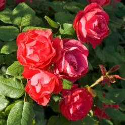 Oso Easy Double Red® Rose -Great Garden Plants Shop 571 2180 popup