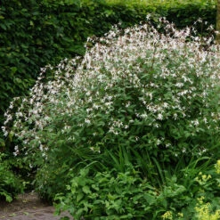 Bowman's Root -Great Garden Plants Shop 572 Gillenia trifoliata 4